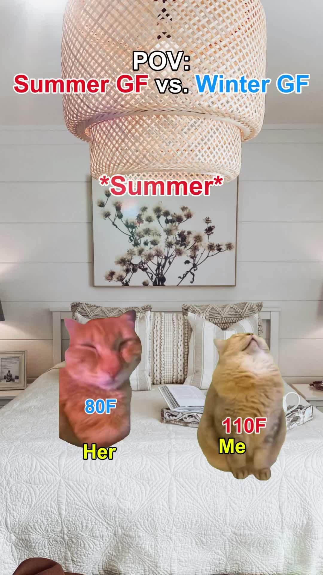 @Meme Meow 🐈🐈⬛