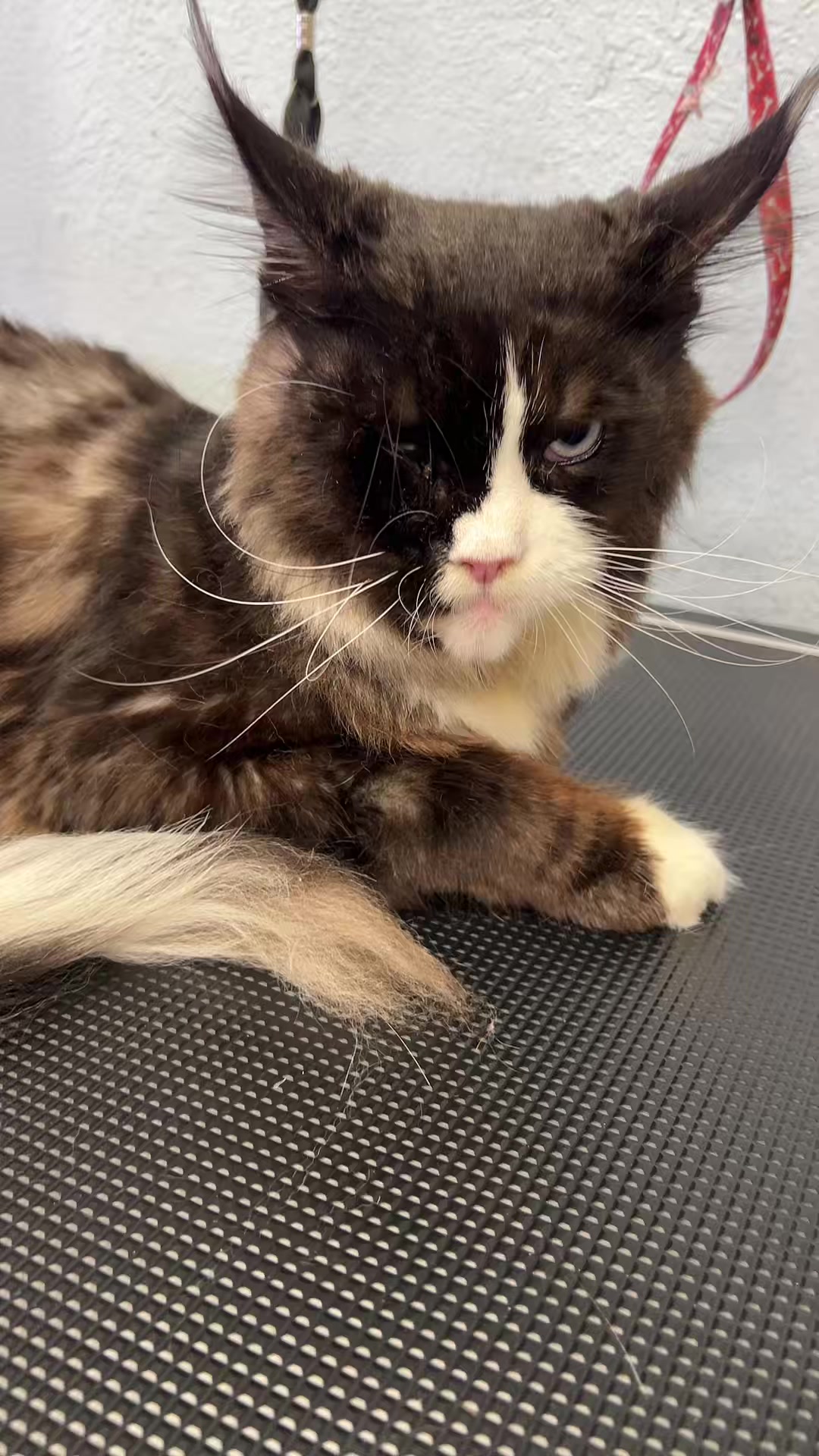 @Dog & Cat Planet