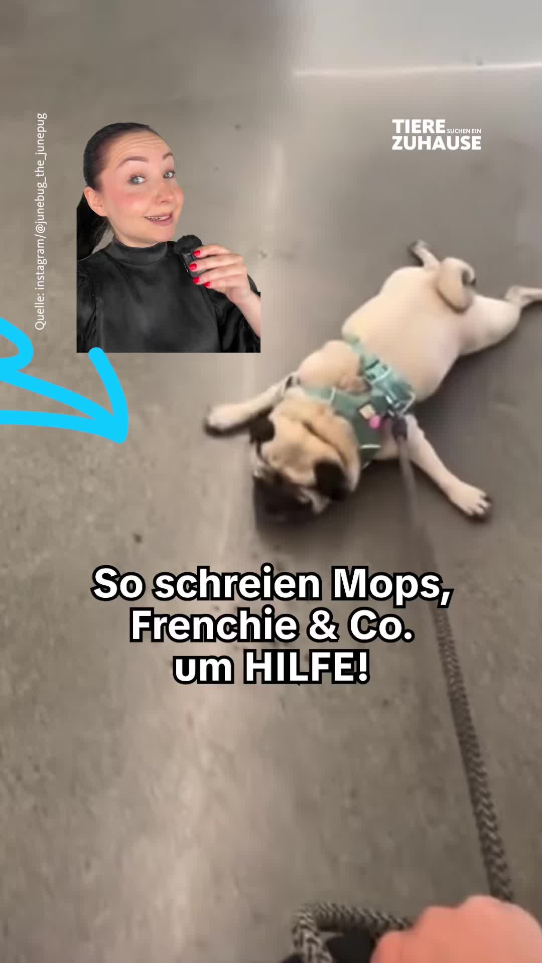 @Tiere suchen ein Zuhause