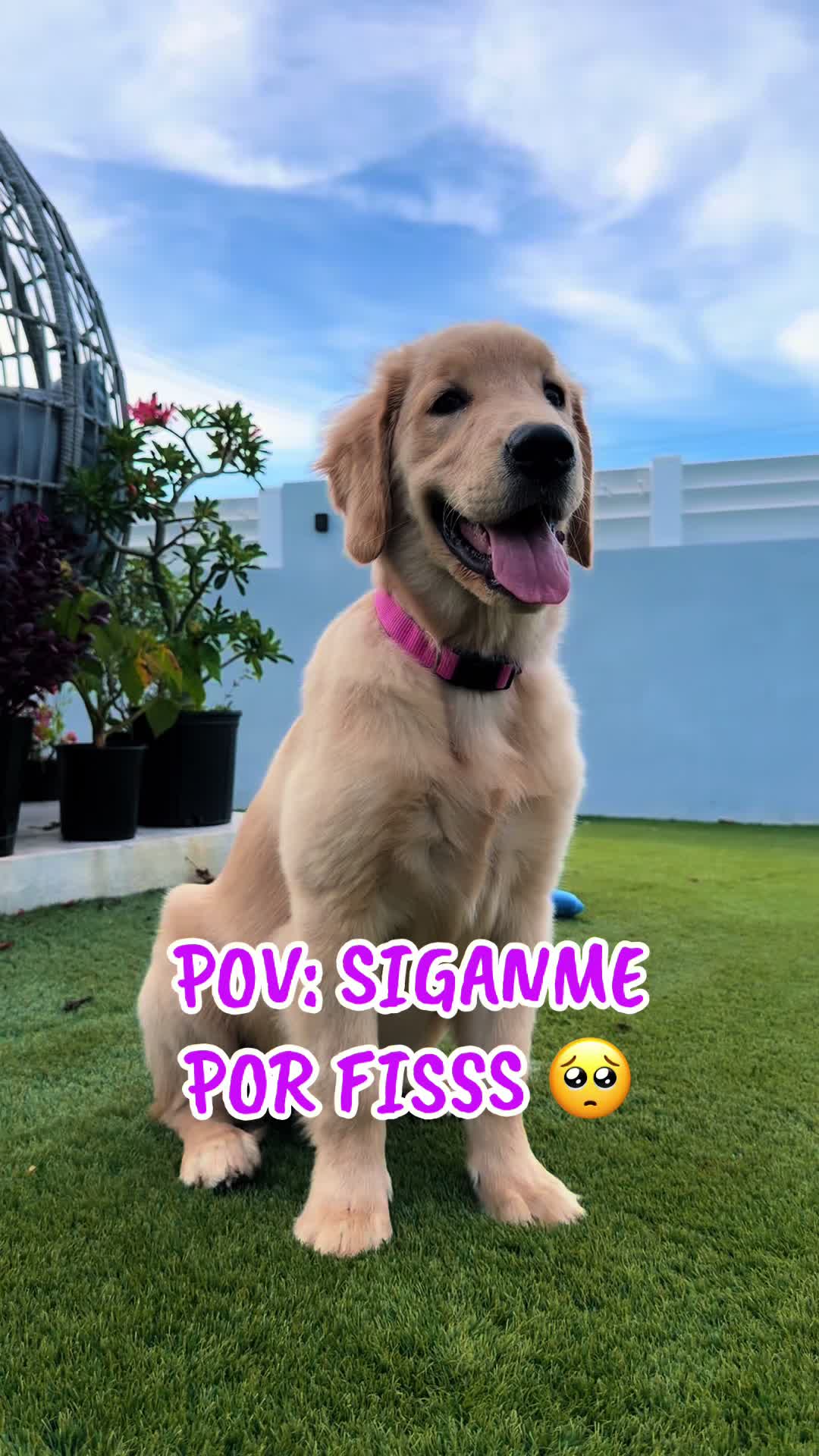 @thepawsisterspr