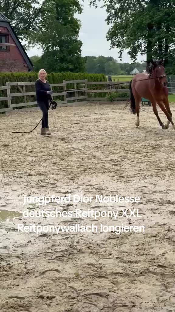 @Steffis_horse_world