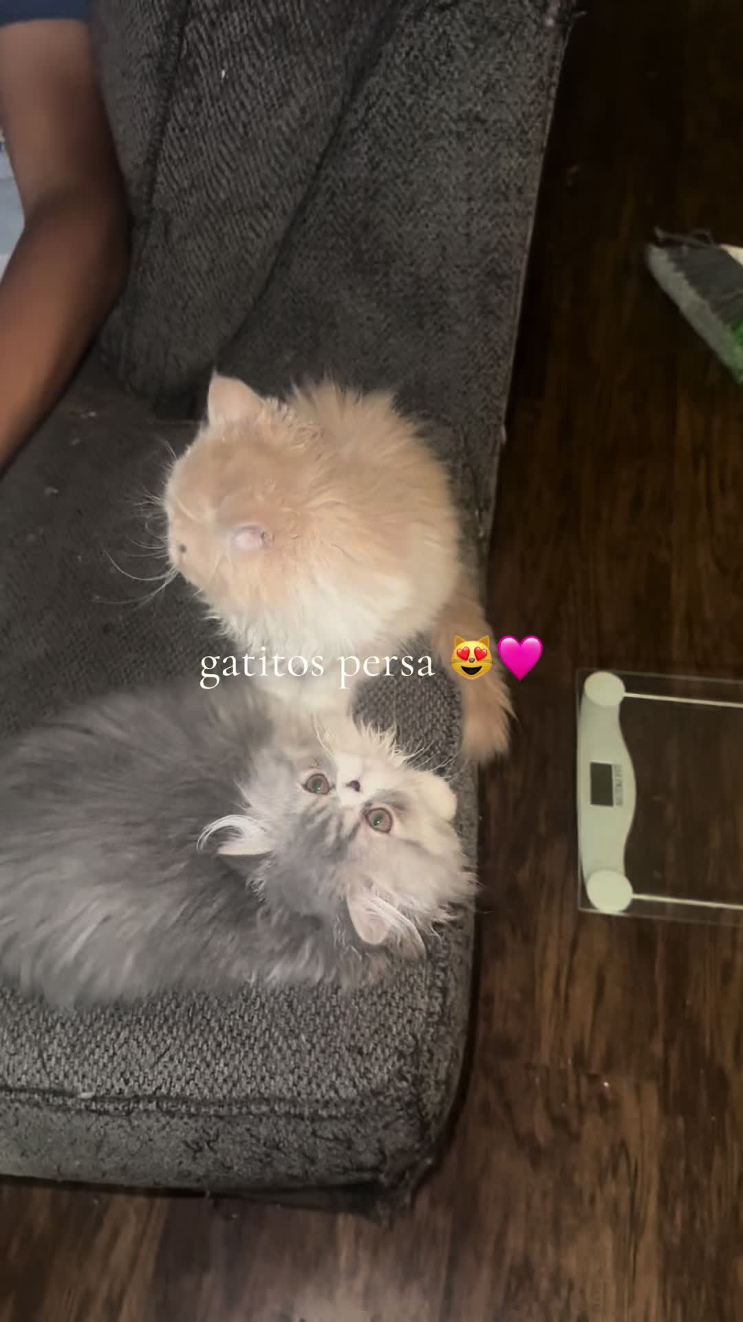 @henryetta.the.cat.lady