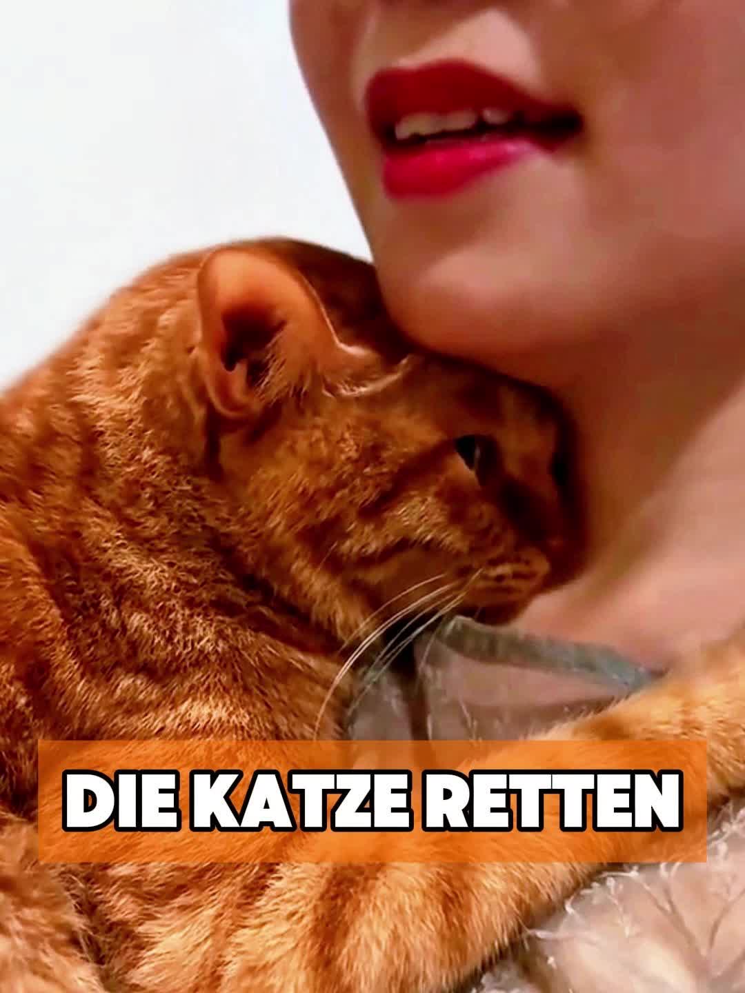 @toto_tier