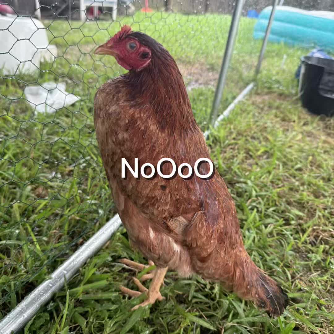 @Add chickens flyng ef5 tornado