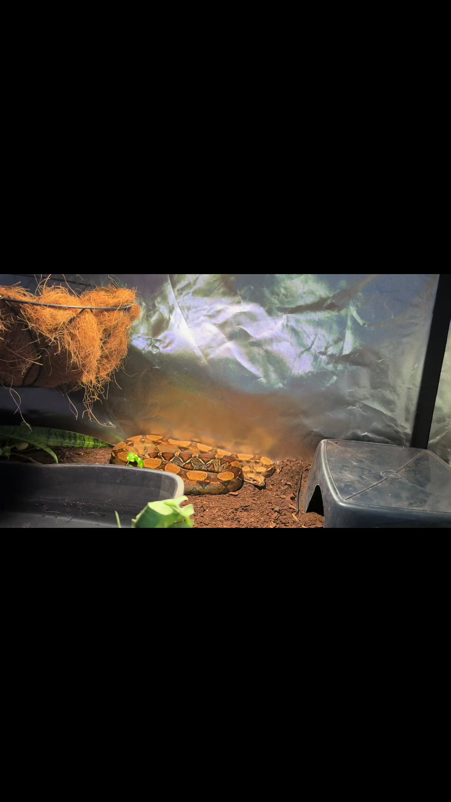 @A&L Reptiles
