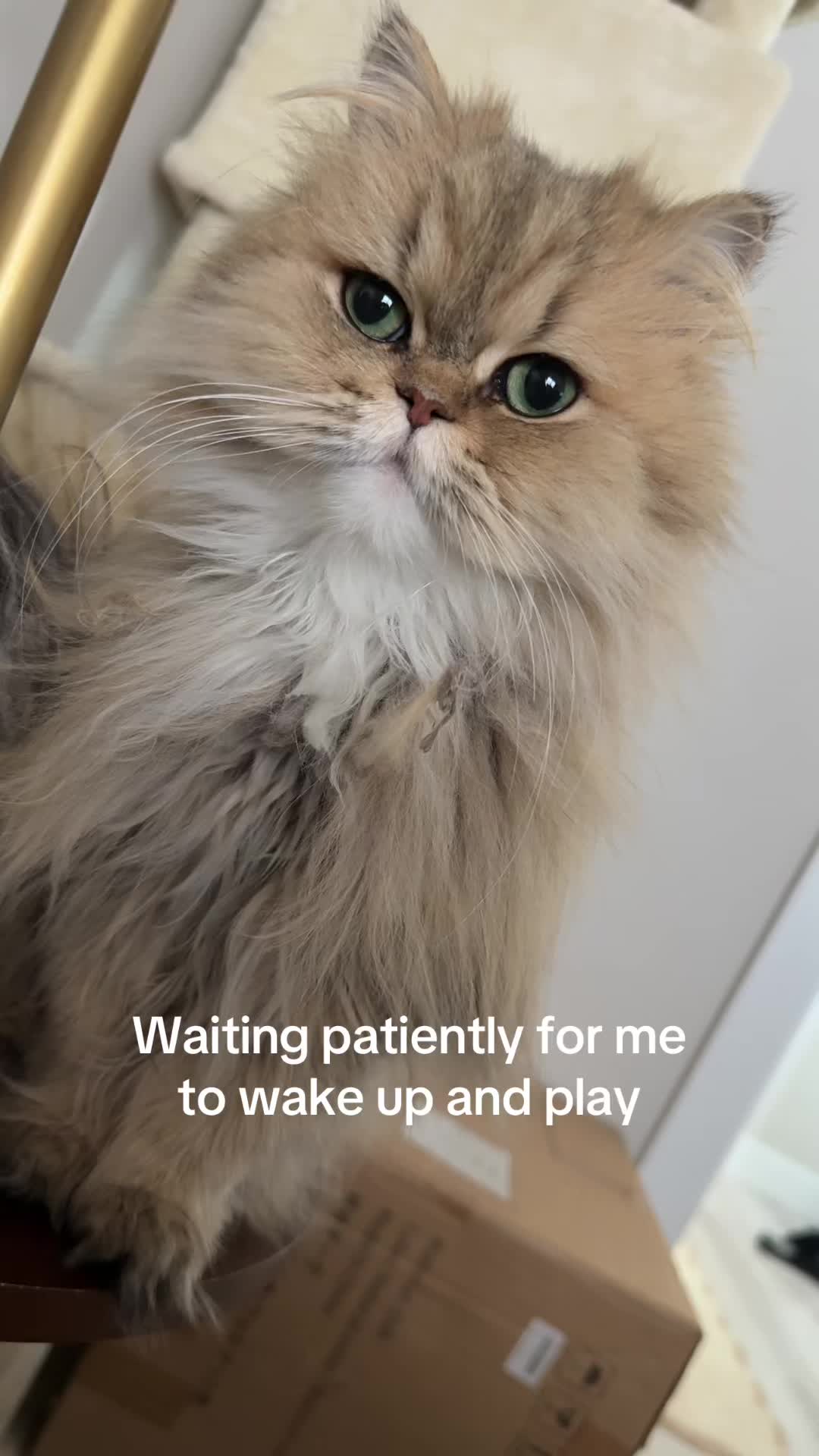 @🤍goldenkittyfam🤍
