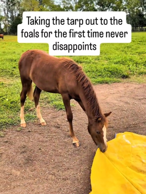 @Horses TikTok