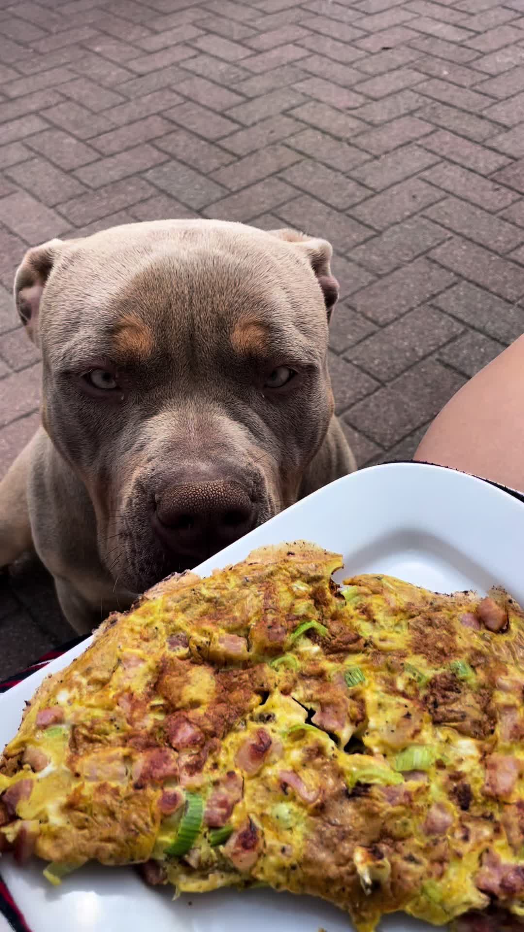 @bigdutchbullykennel