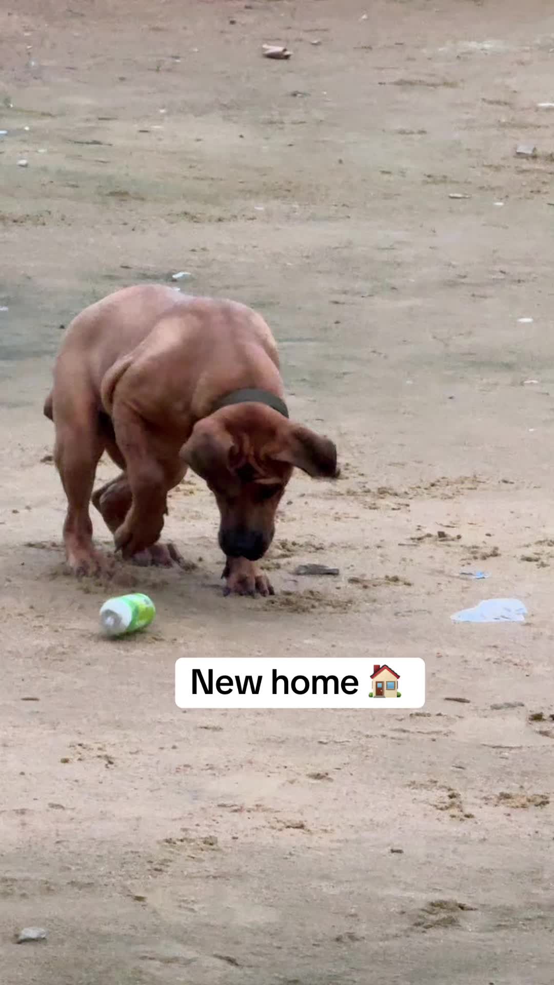 @Mothersheila_DogTv