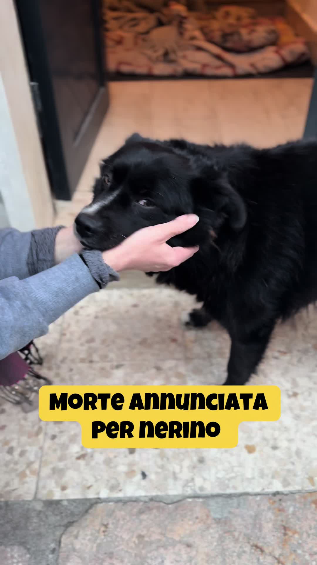 @Solo per amor loro 🐾🐾🐾🐾