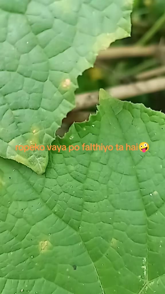 @Pabi Pulami