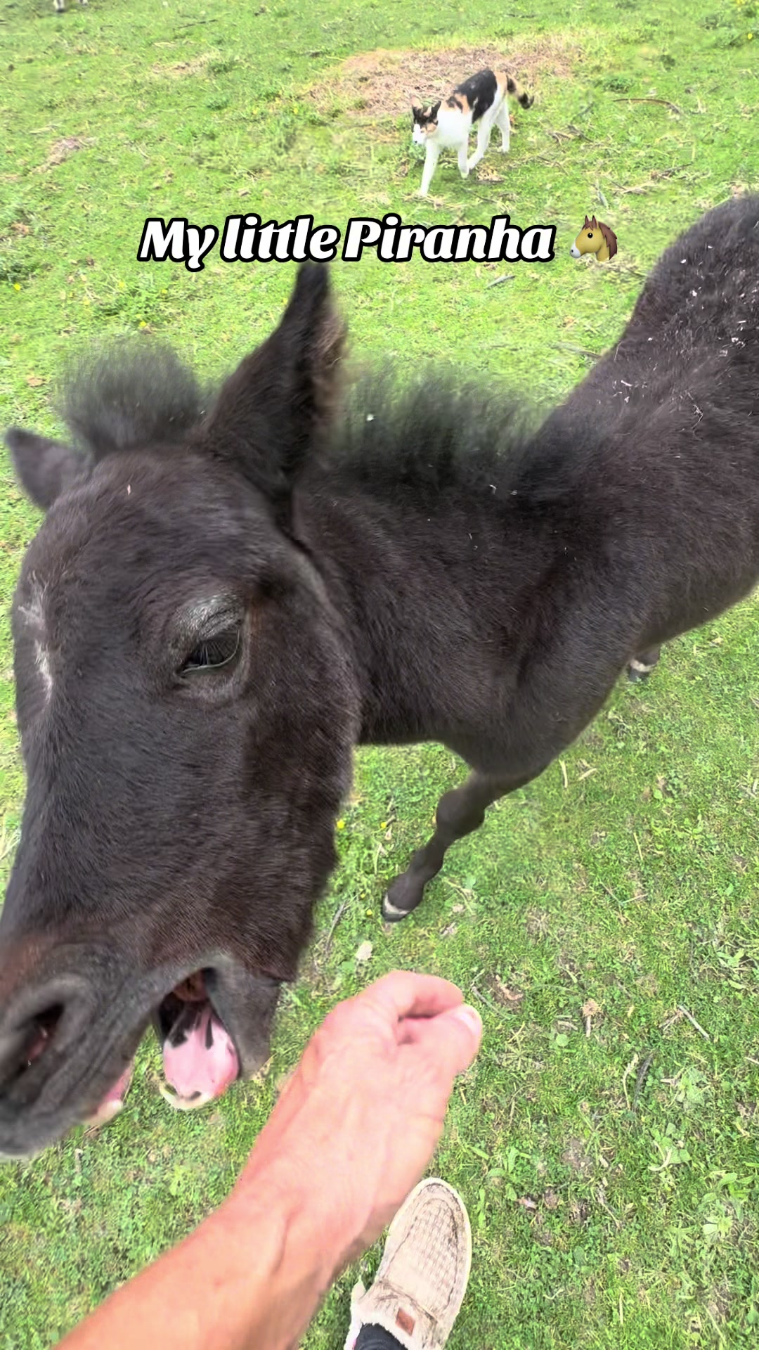@Hot Sauce the Mini horse 🐎
