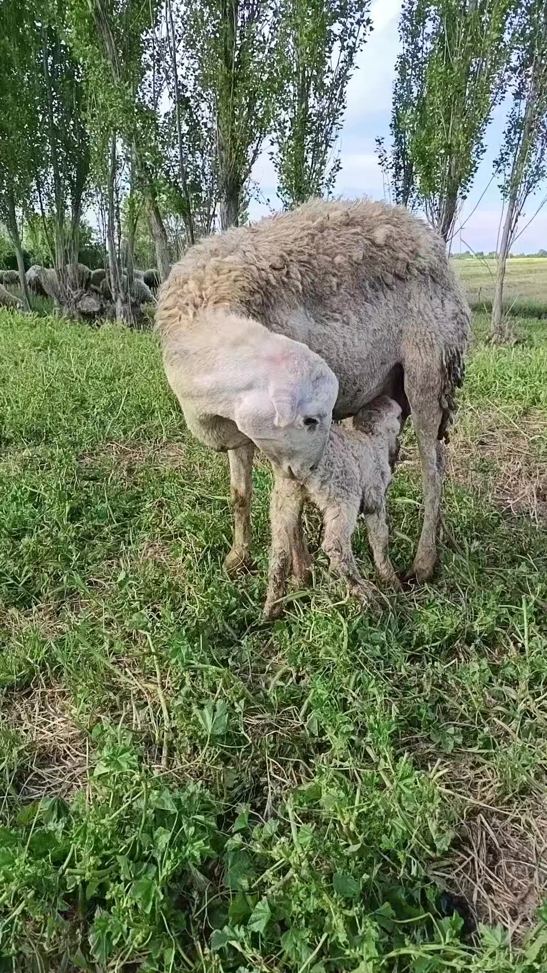 @kend_həyati_041