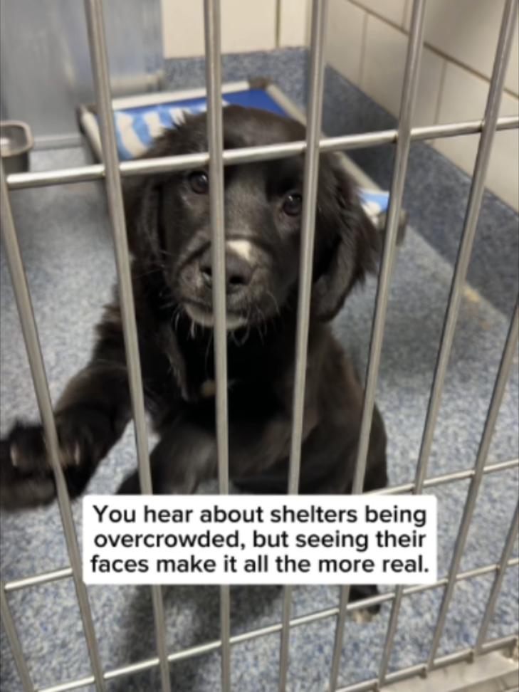 @Adopt a Pet
