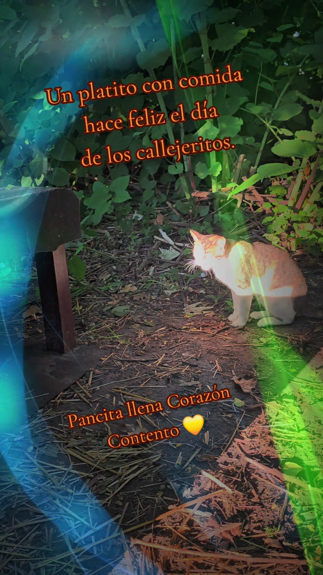 @🇲🇽Guli.Carrada 🐈&zwj;⬛