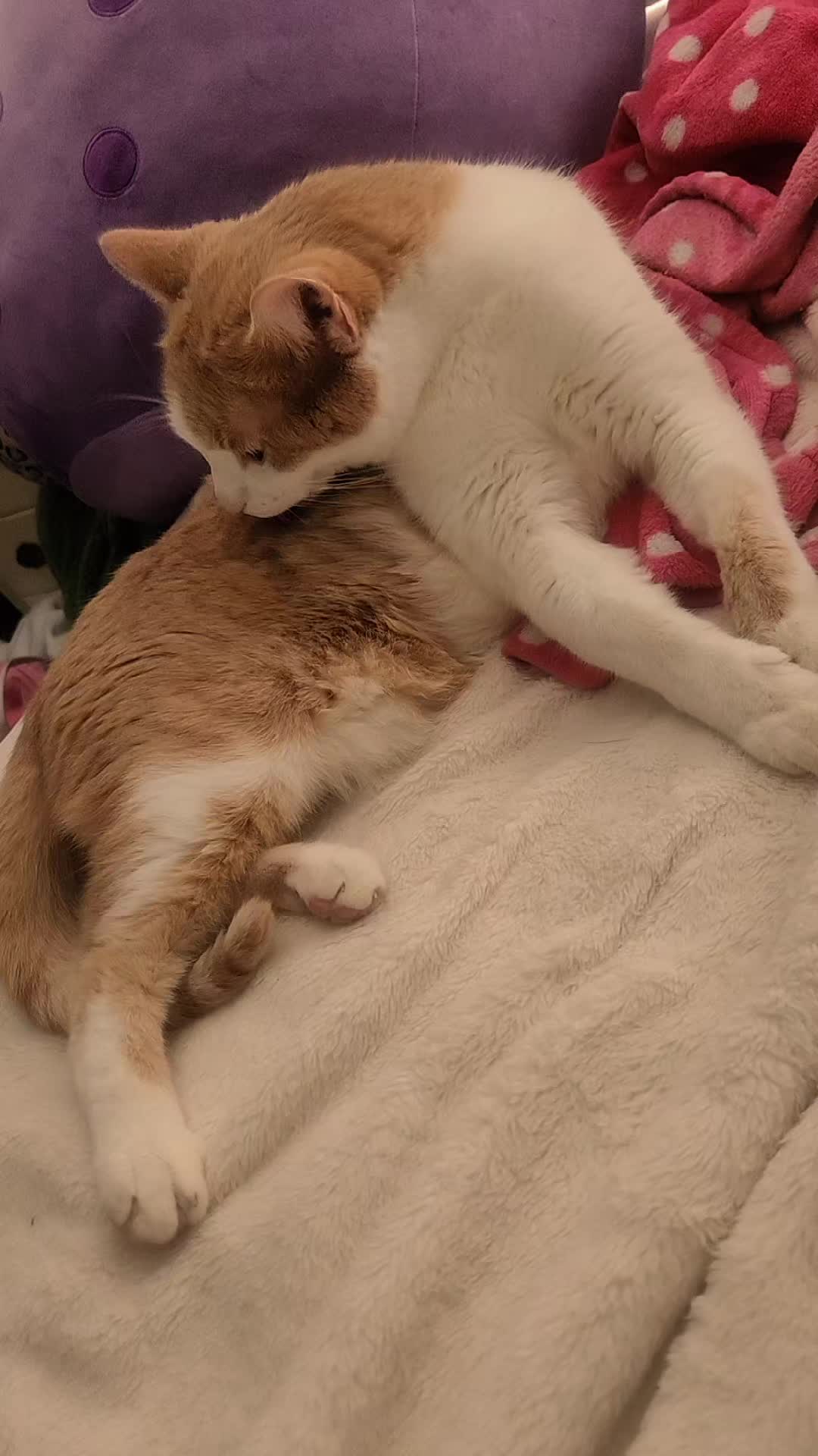 @Cute_kitty