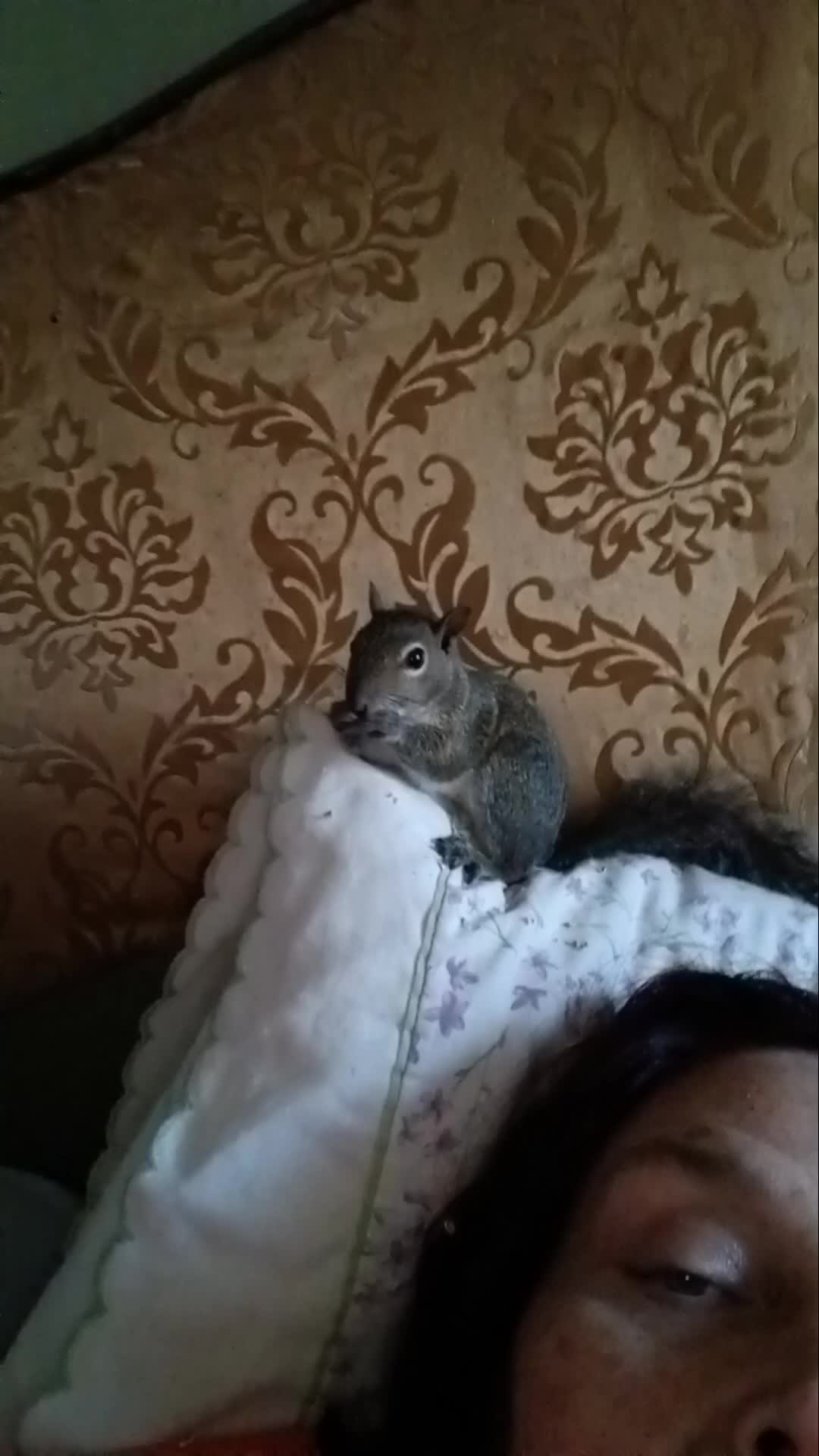 @Pet Skunk Advocates and Rescue