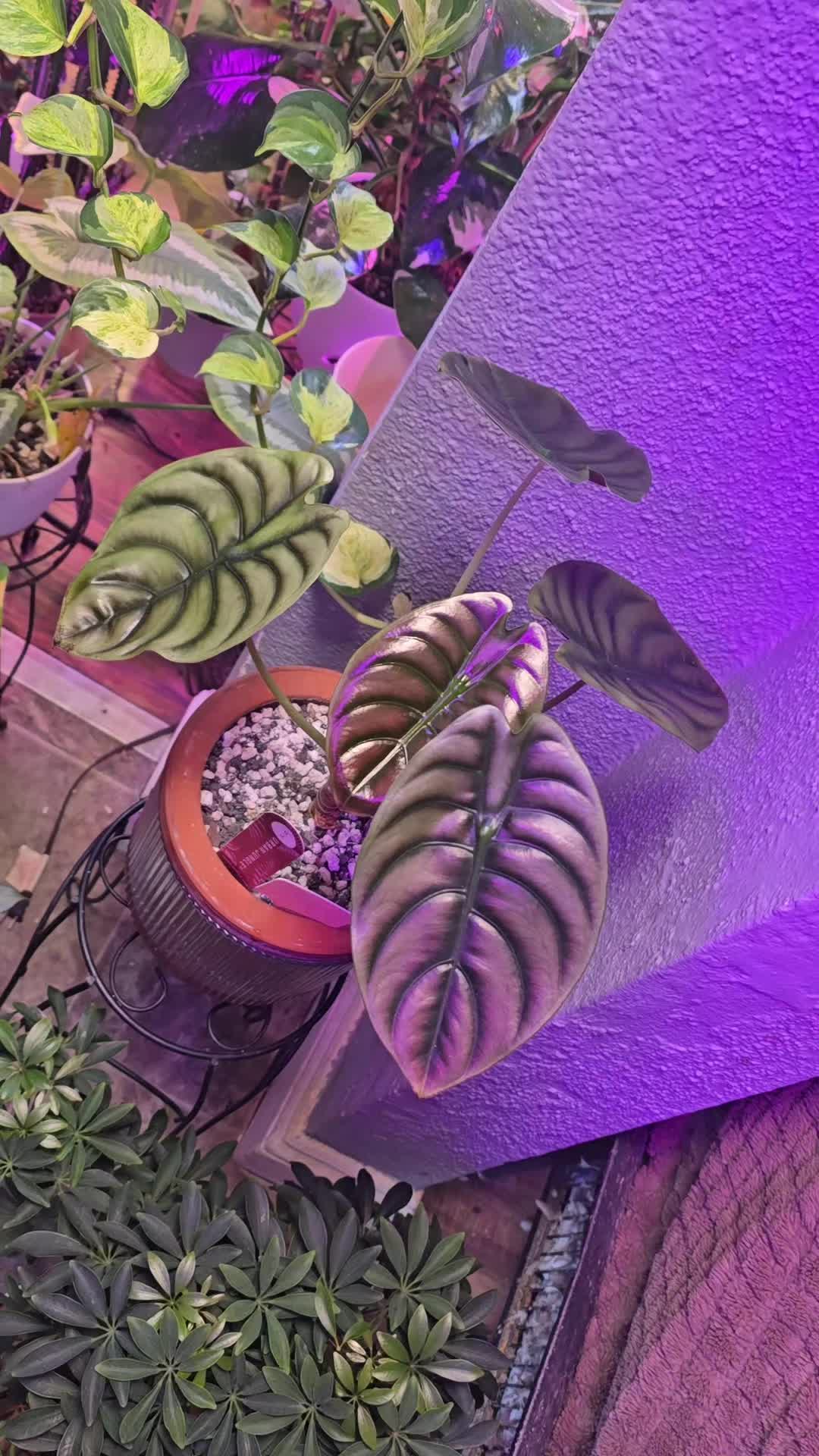 @JT - BigEGOPlants