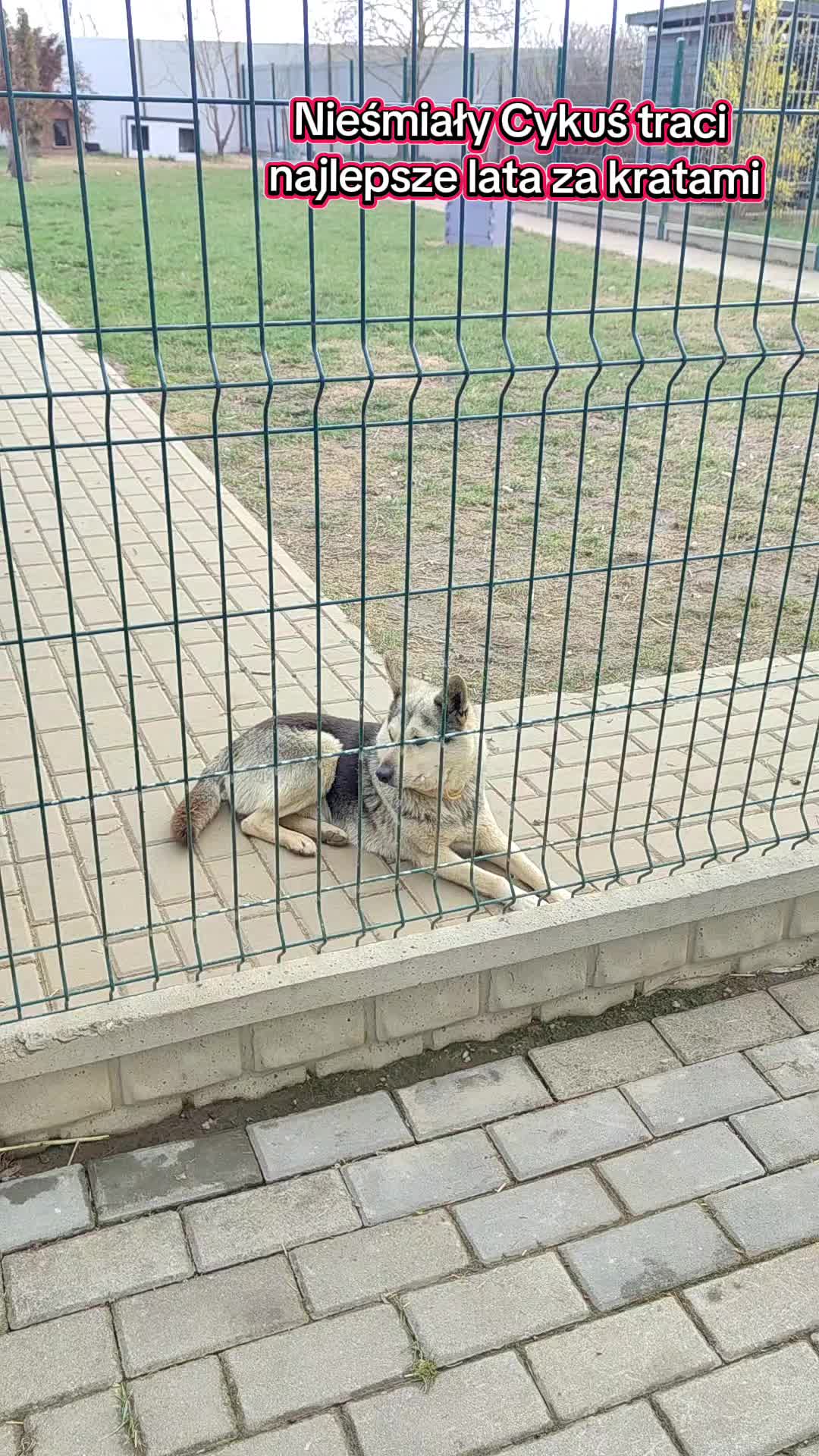 @Bezdomniaki_ze_śląska