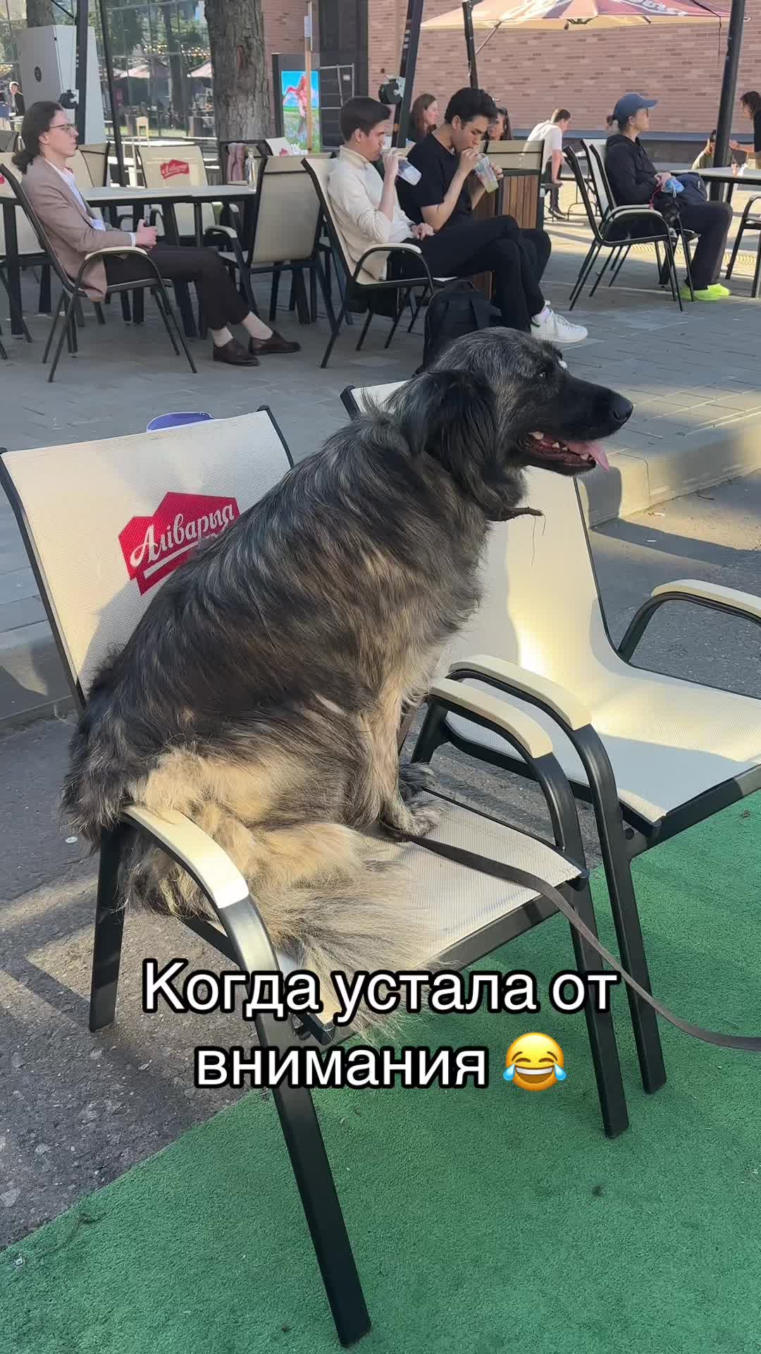 @Директор «Песокот»250🐈🐶