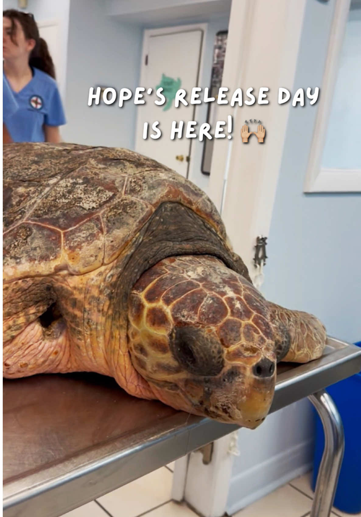 @The Turtle Hospital