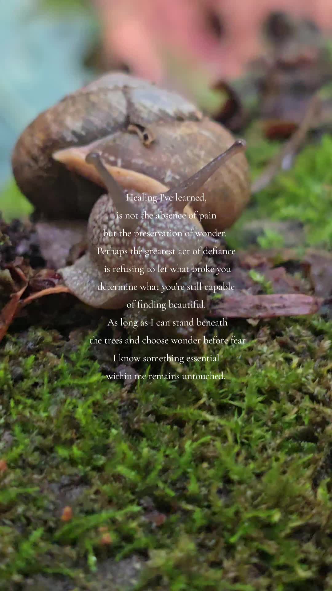 @amber83eternalroot