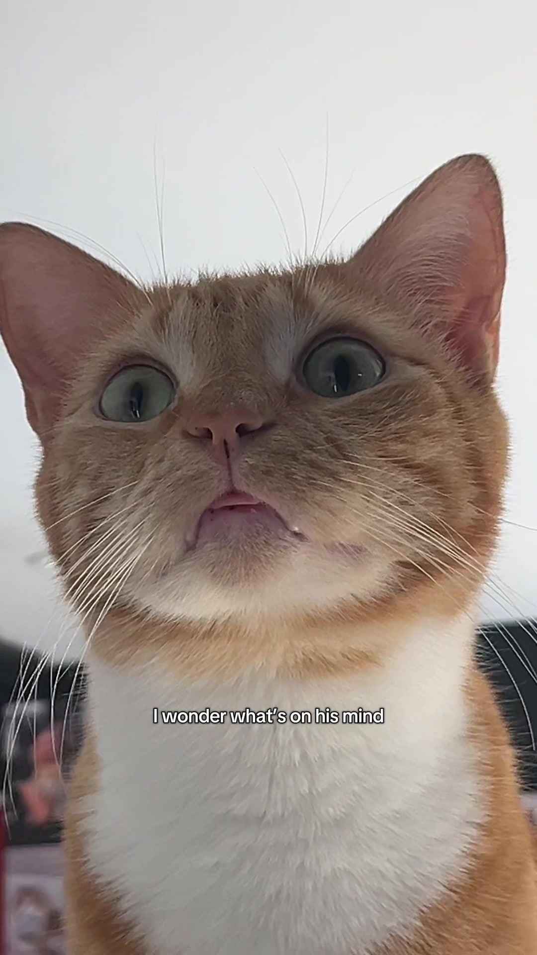 @crazycatcafe
