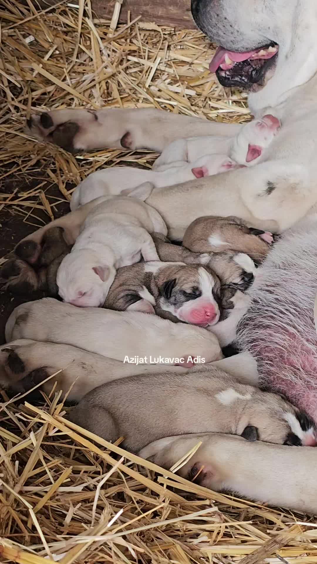 @Alabai Dogs Adis