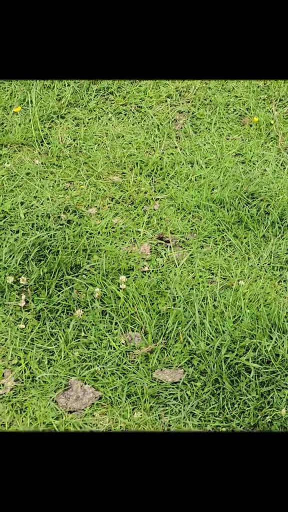 @yorkshirelassuk