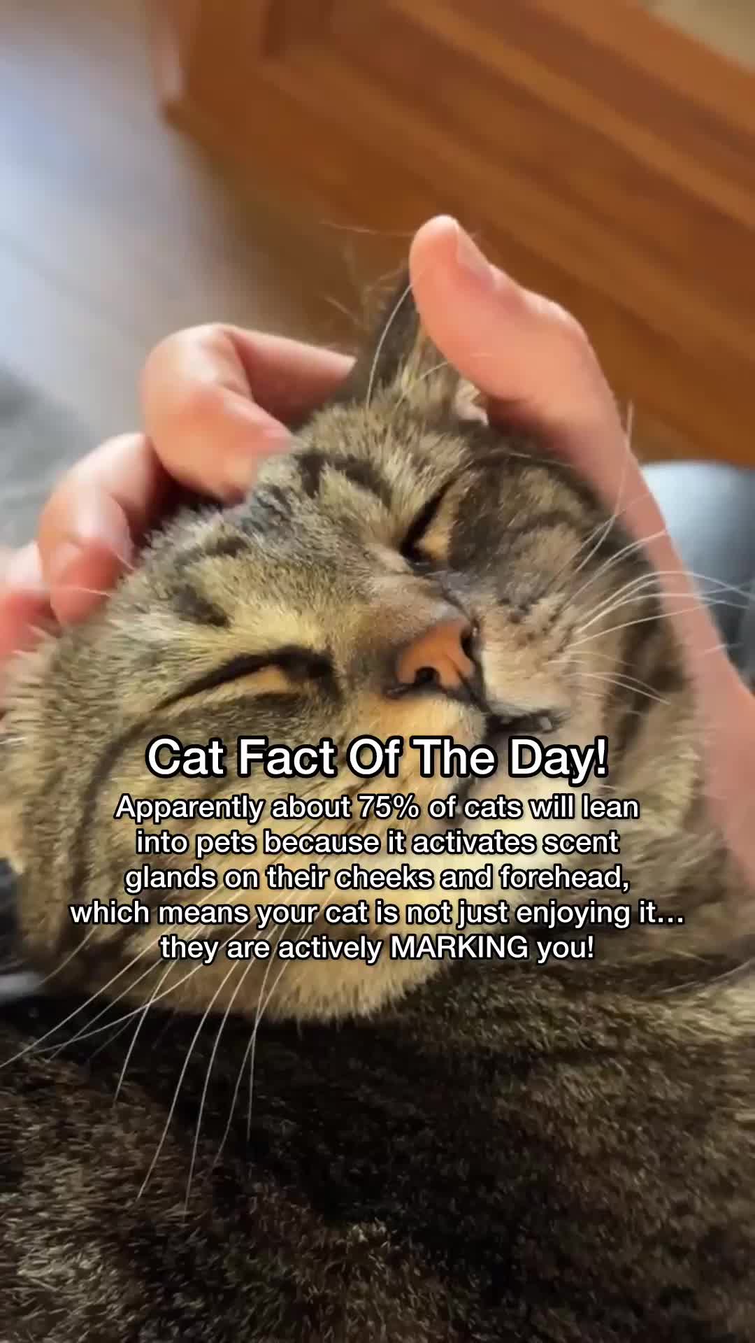 @Chip The Manx