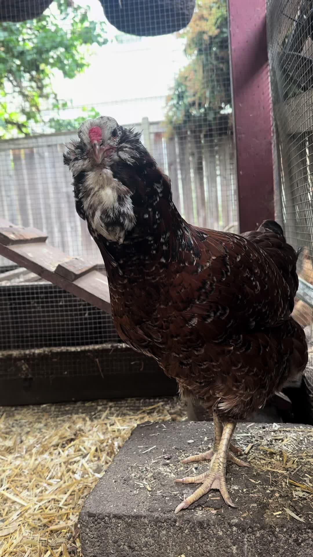 @FusterCluck Farm