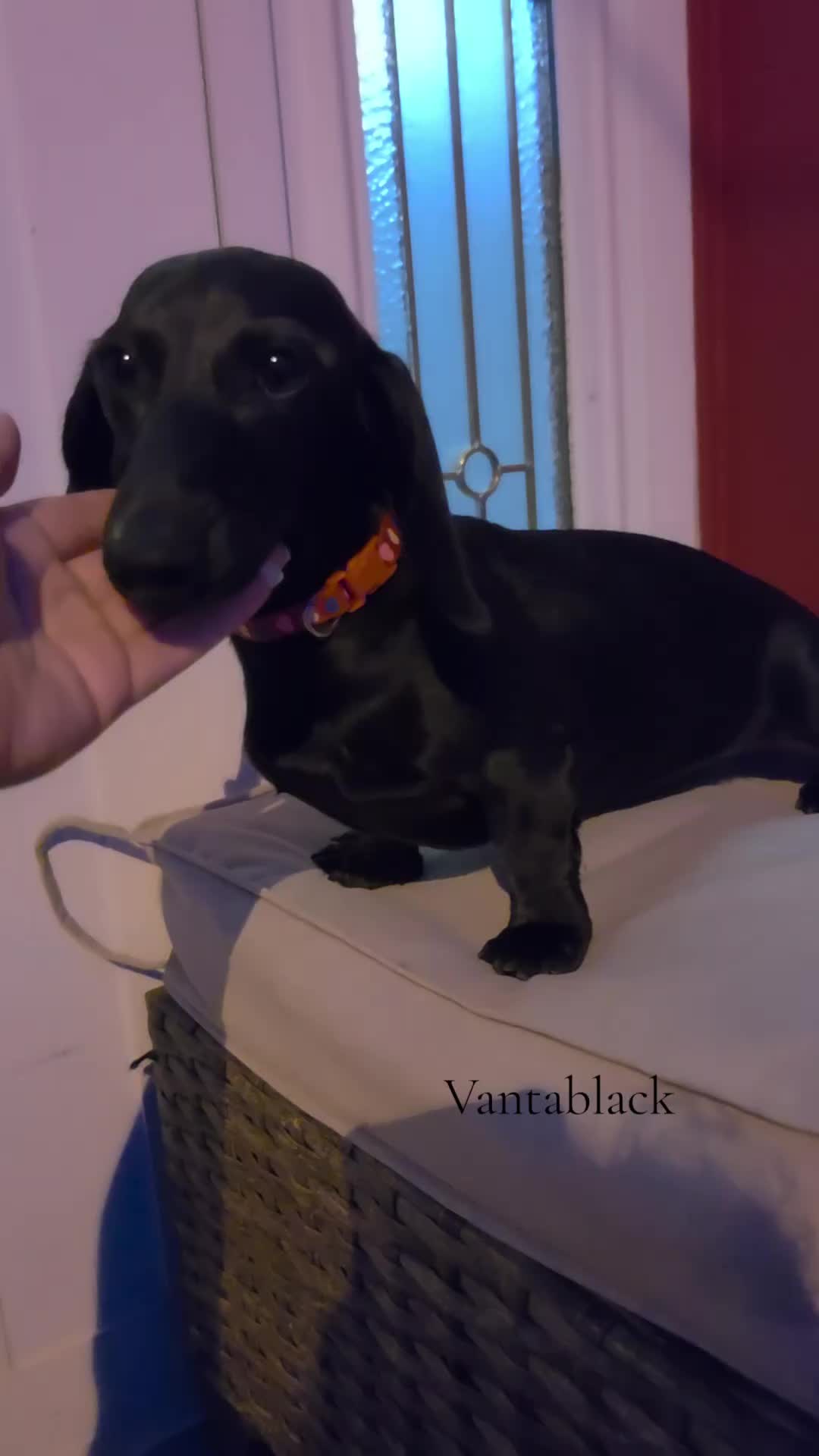 @Out.of.ink.Dachshund