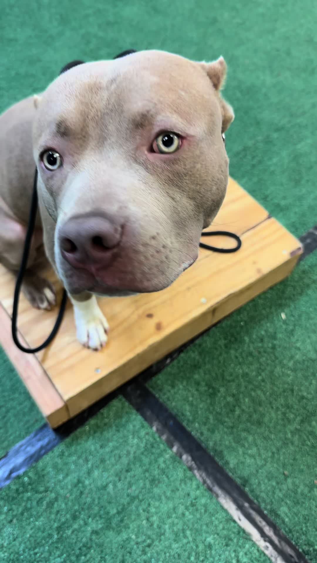 @Tactical K9s Dog Training