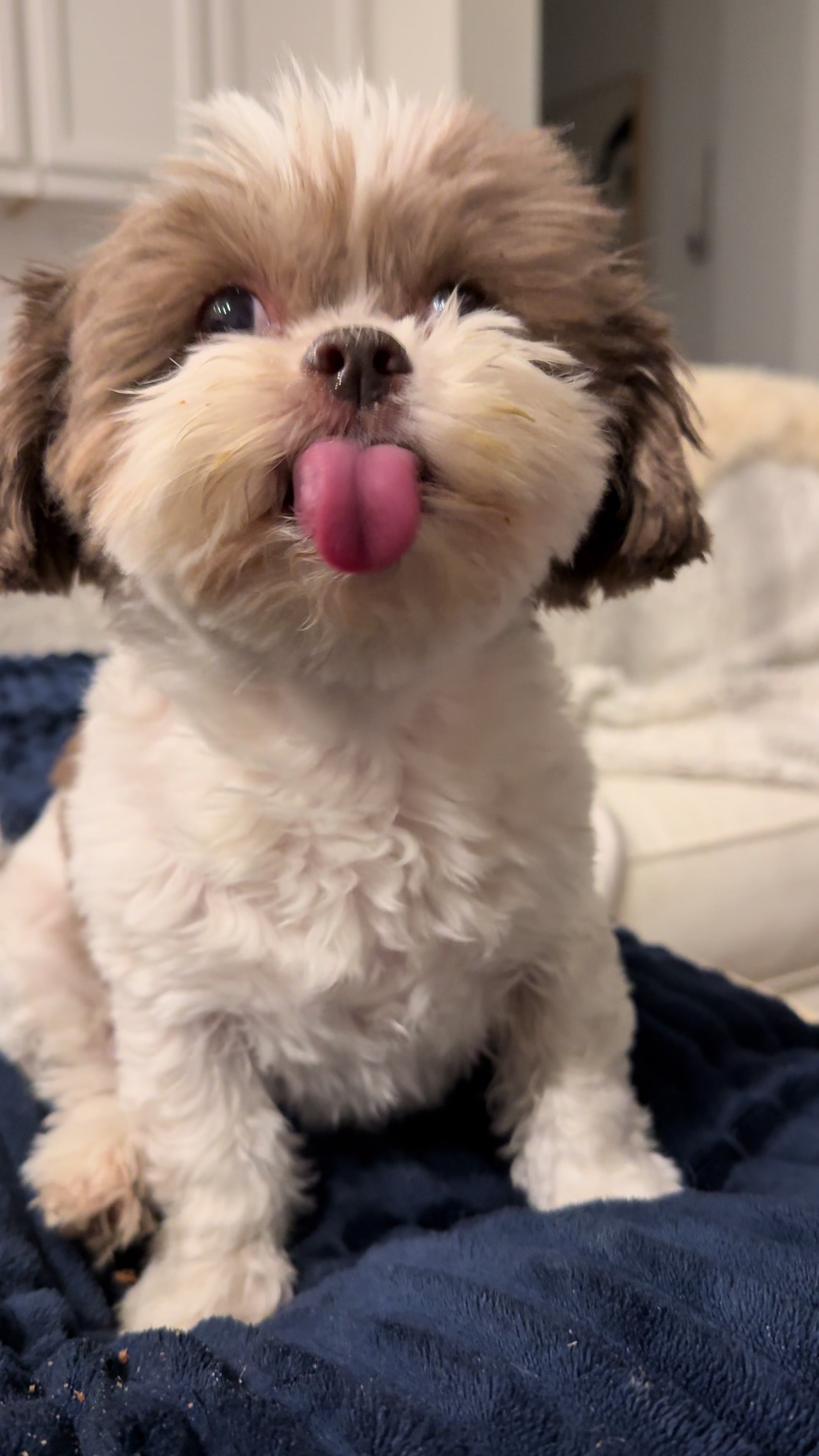 @My_4_Yorkies