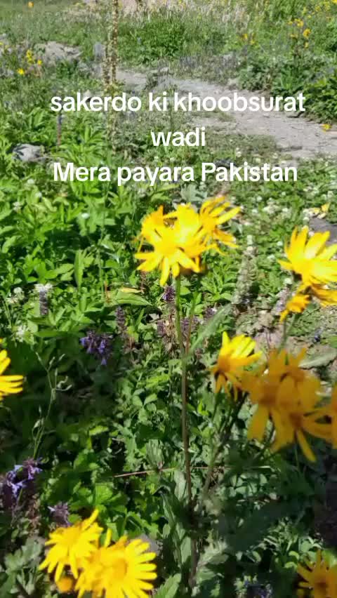 @beeya abbas