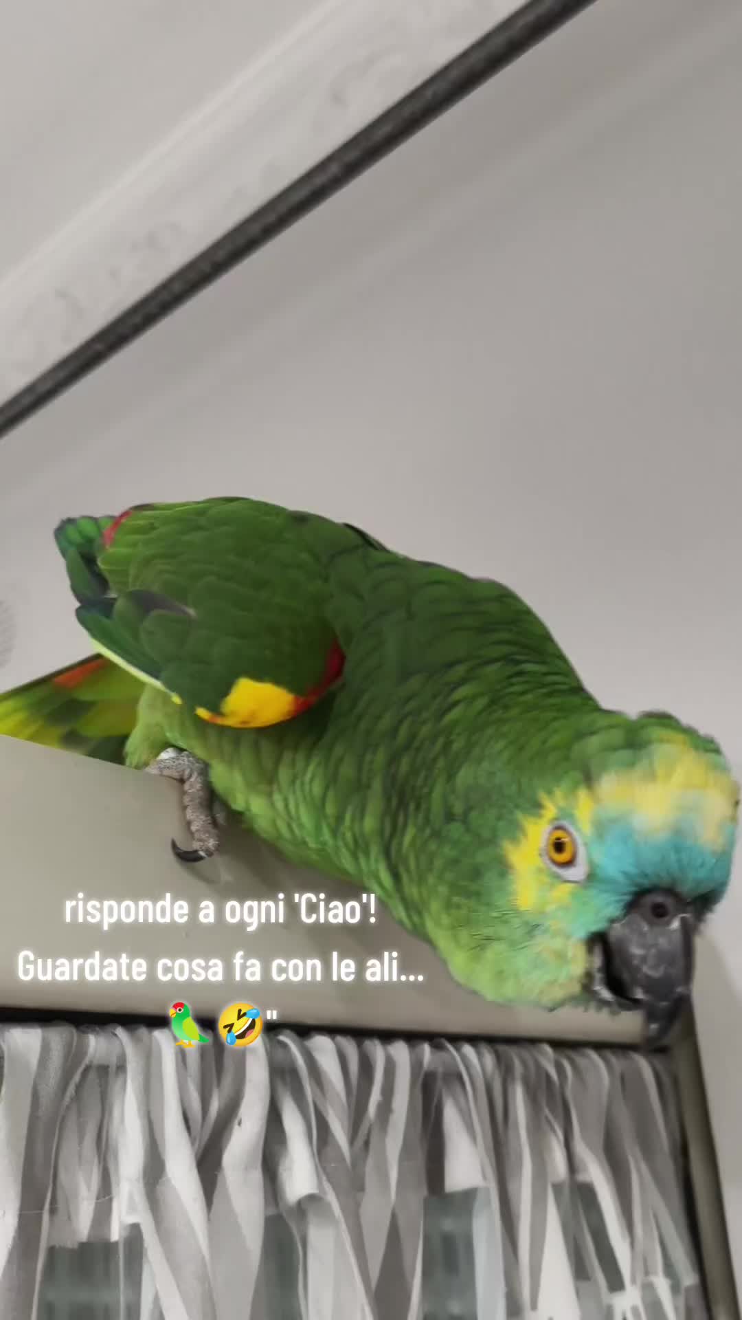 @Allevamento di Gio