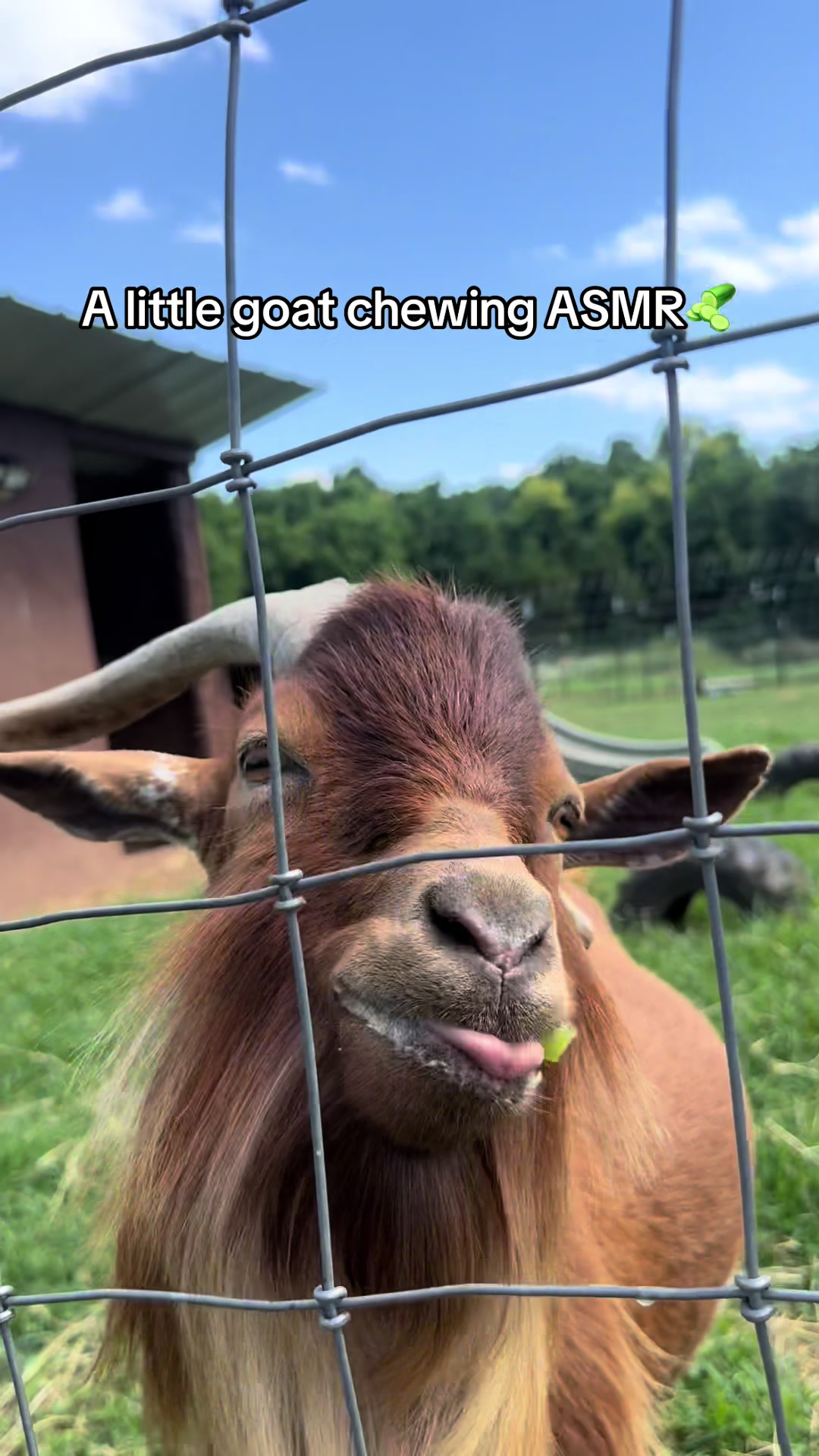 @Momma Tay🐐🐓👩🏼🌾💕