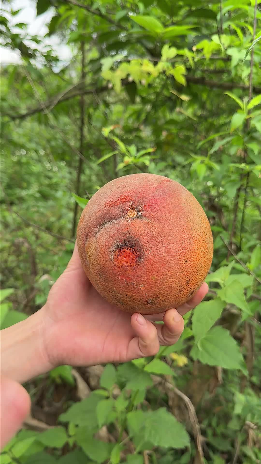 @A May Farm