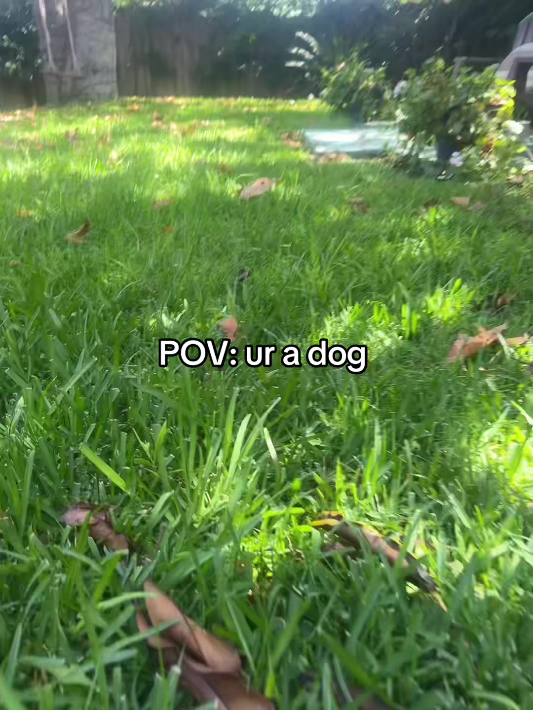 @Ai
