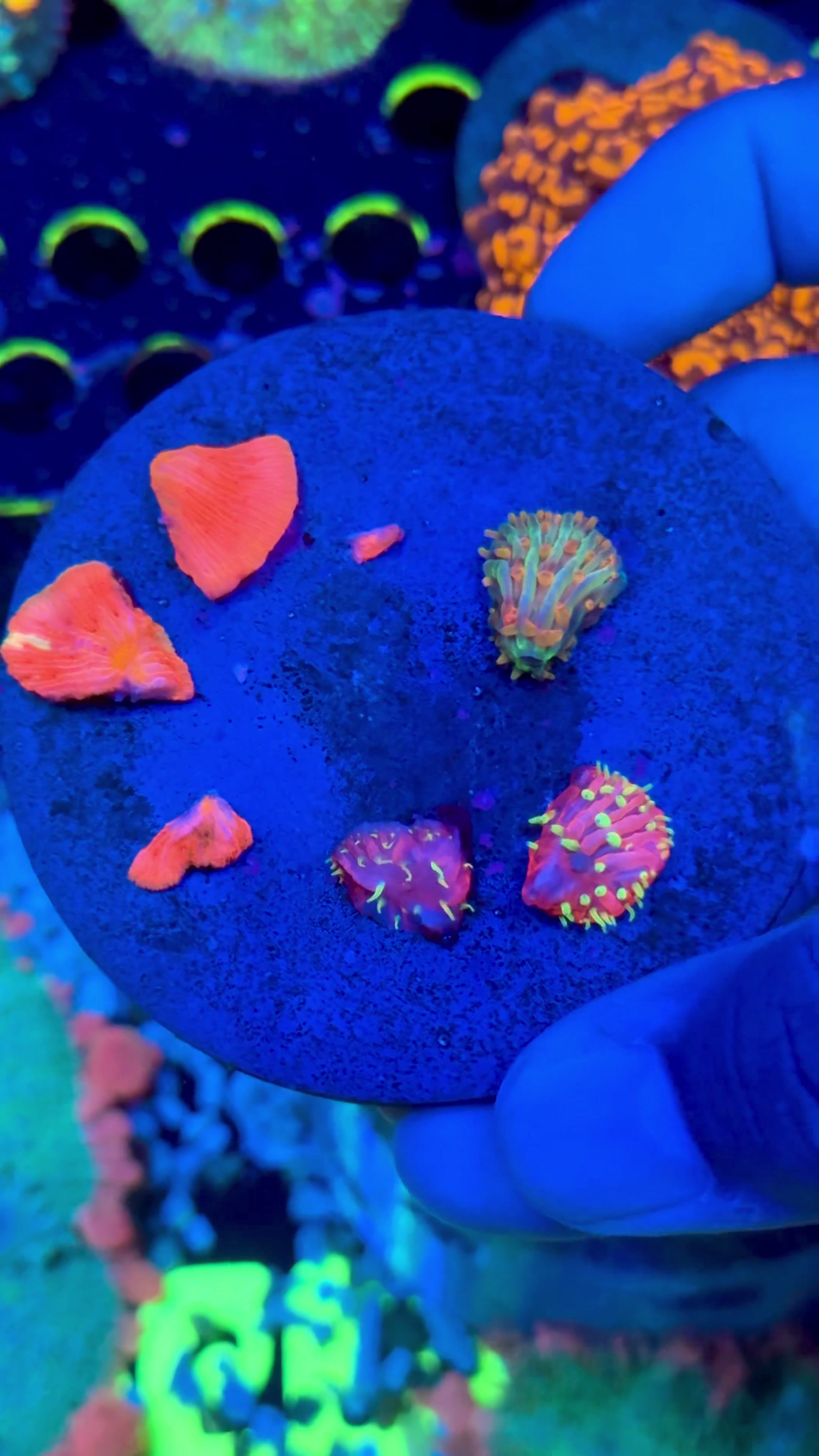 @Cali_Coral_Connect_hxa
