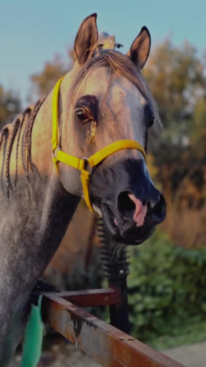 @الفارسة الملثمة 🐎🥷