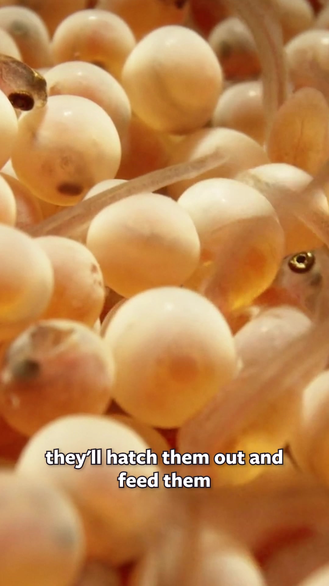 @Mutual of Omaha's Wild Kingdom