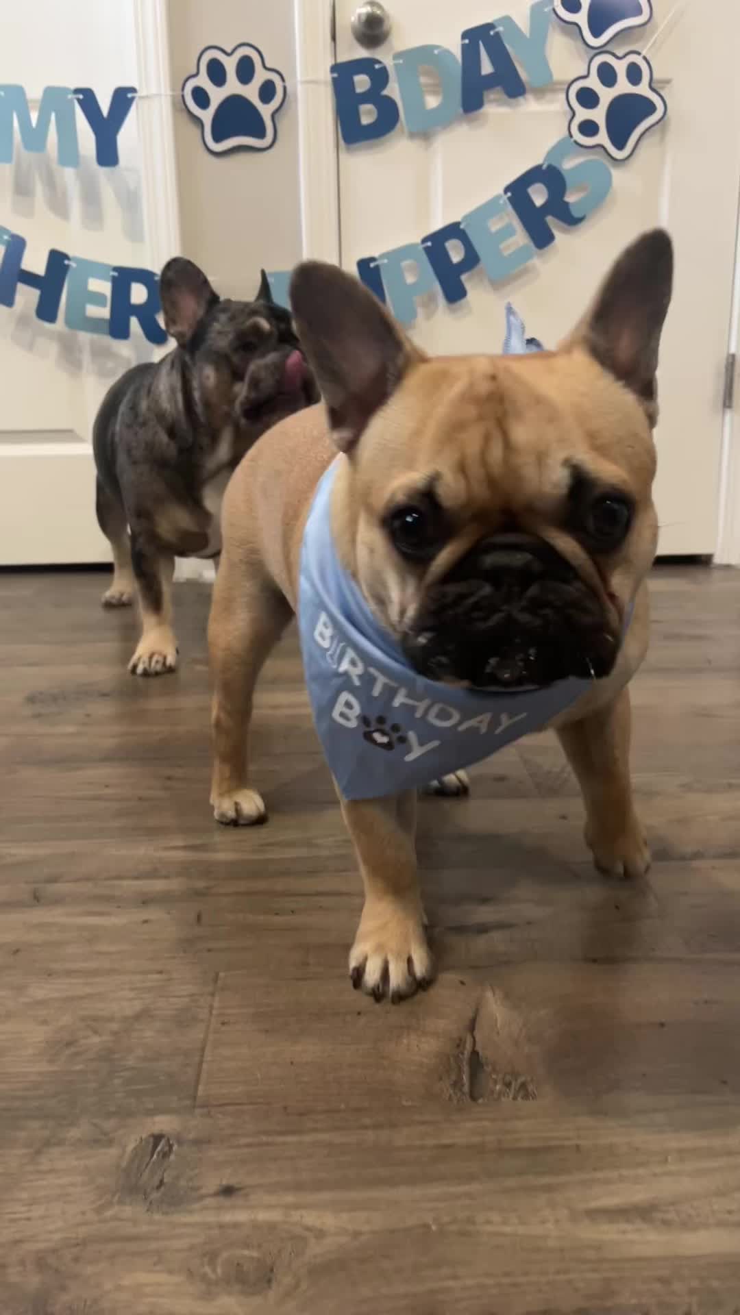 @Archie The Frenchie