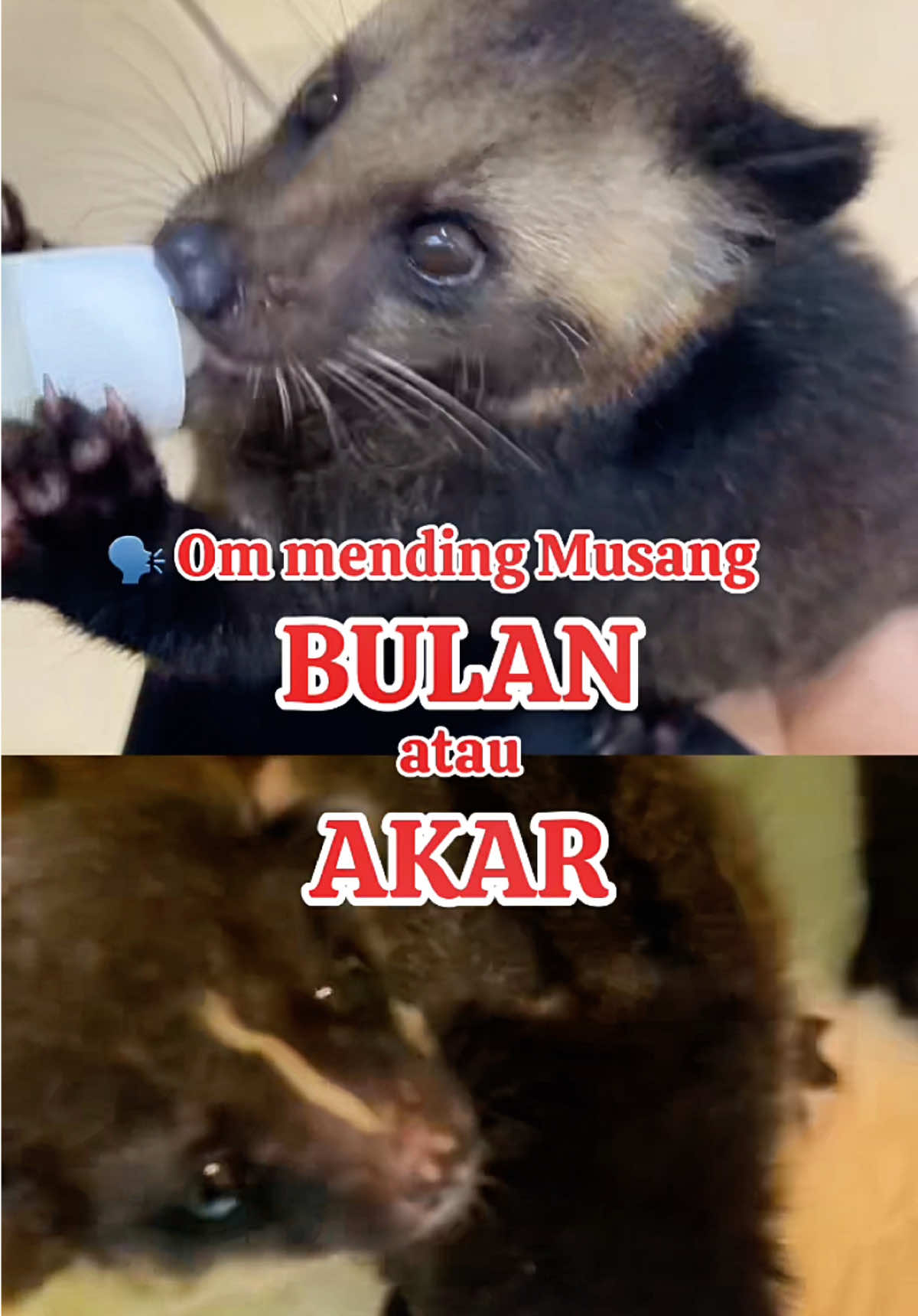 @monster_akar