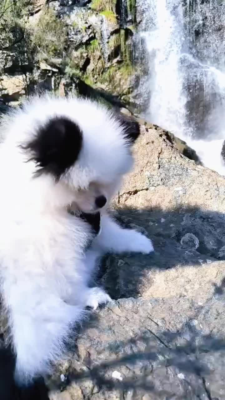 @Миша🐶 Стеша😺 Дуня🐭