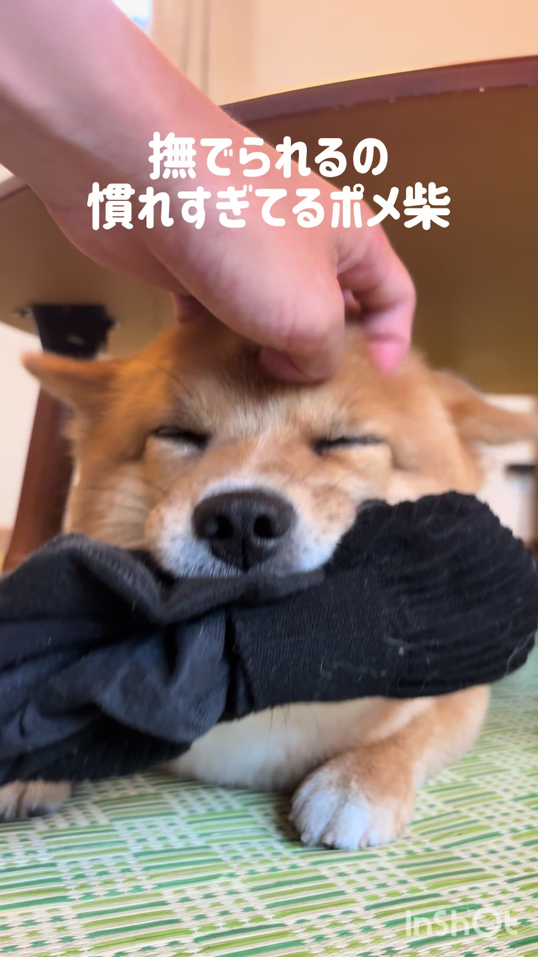 @ポメ柴もなか(もちゃ)୭