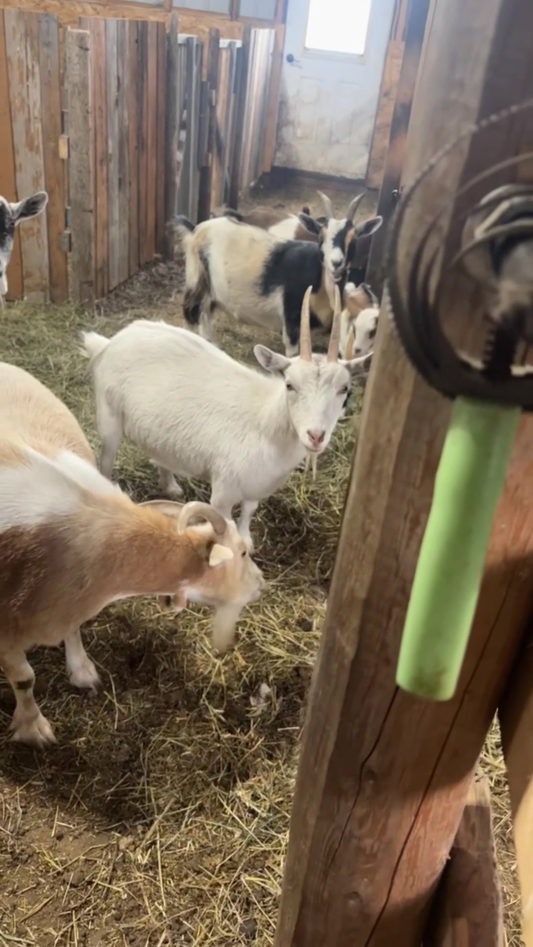 @mybonnyfarms