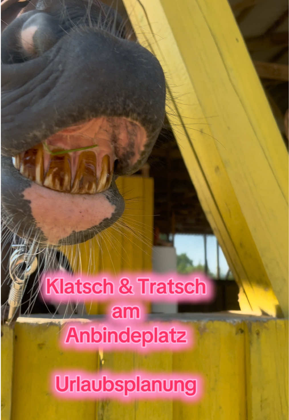 @Sissy und der wilde Pinsel