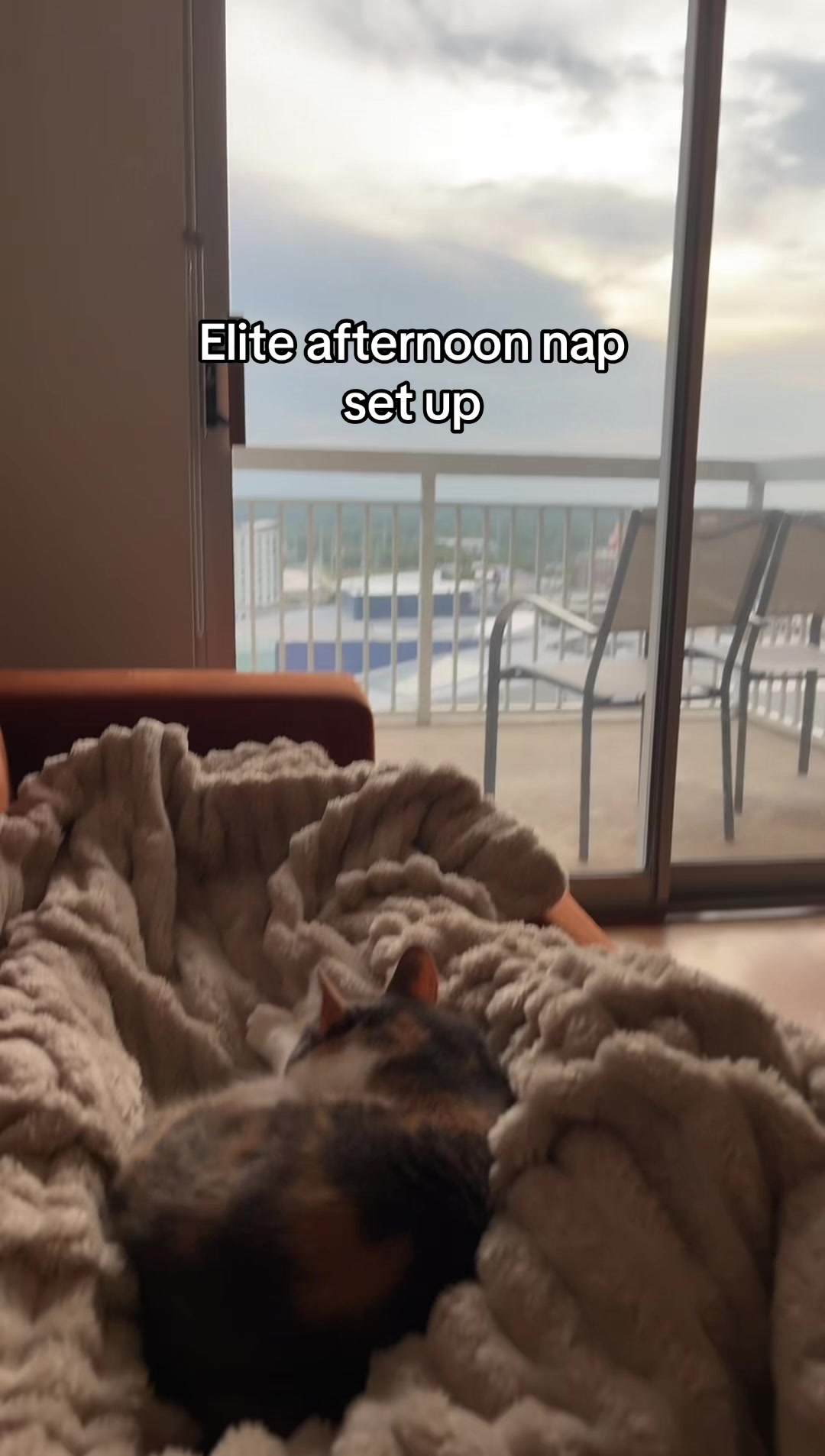 @Quinn The Calico