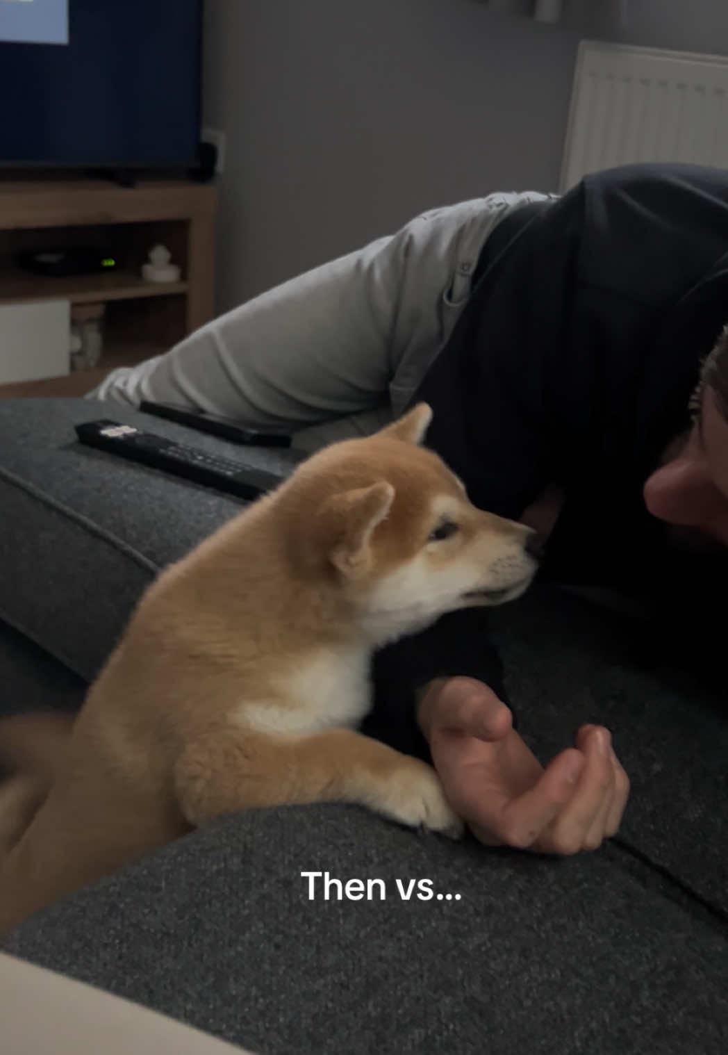 @Kenzo the Shiba